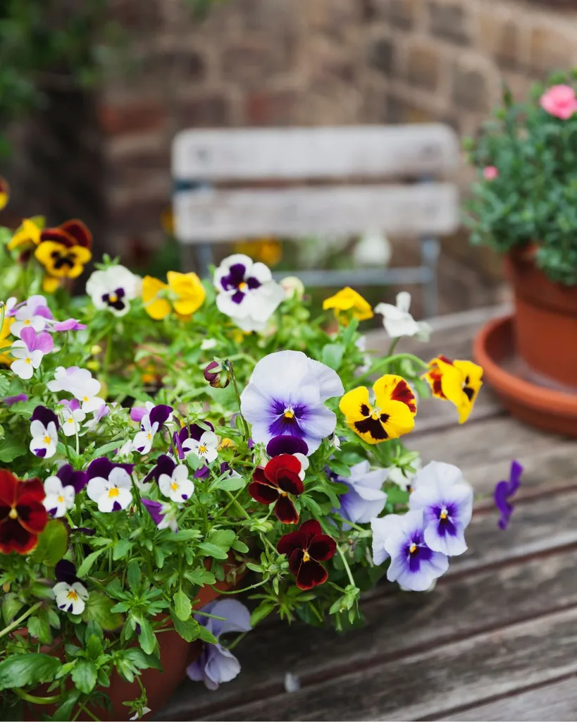 Pansies and violas can provide colour to a winter garden.