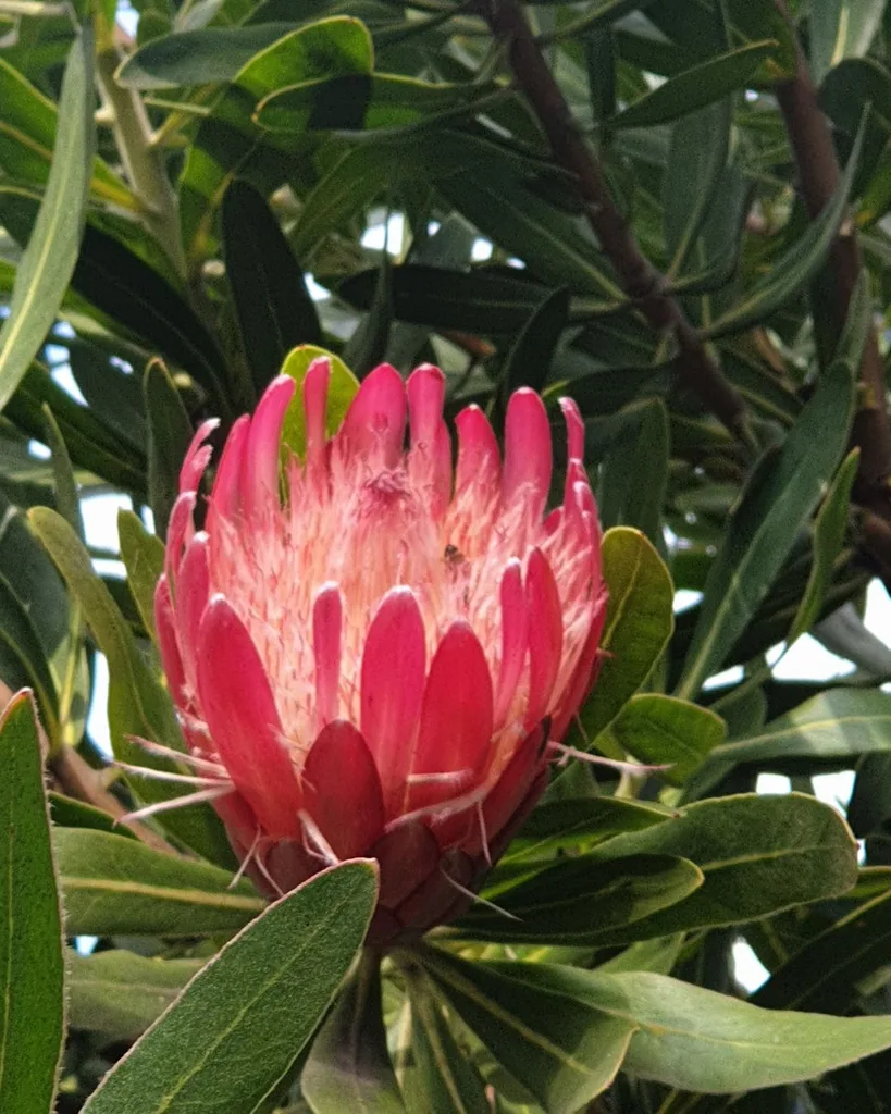 Red protea flowers bring red to a winter garden.