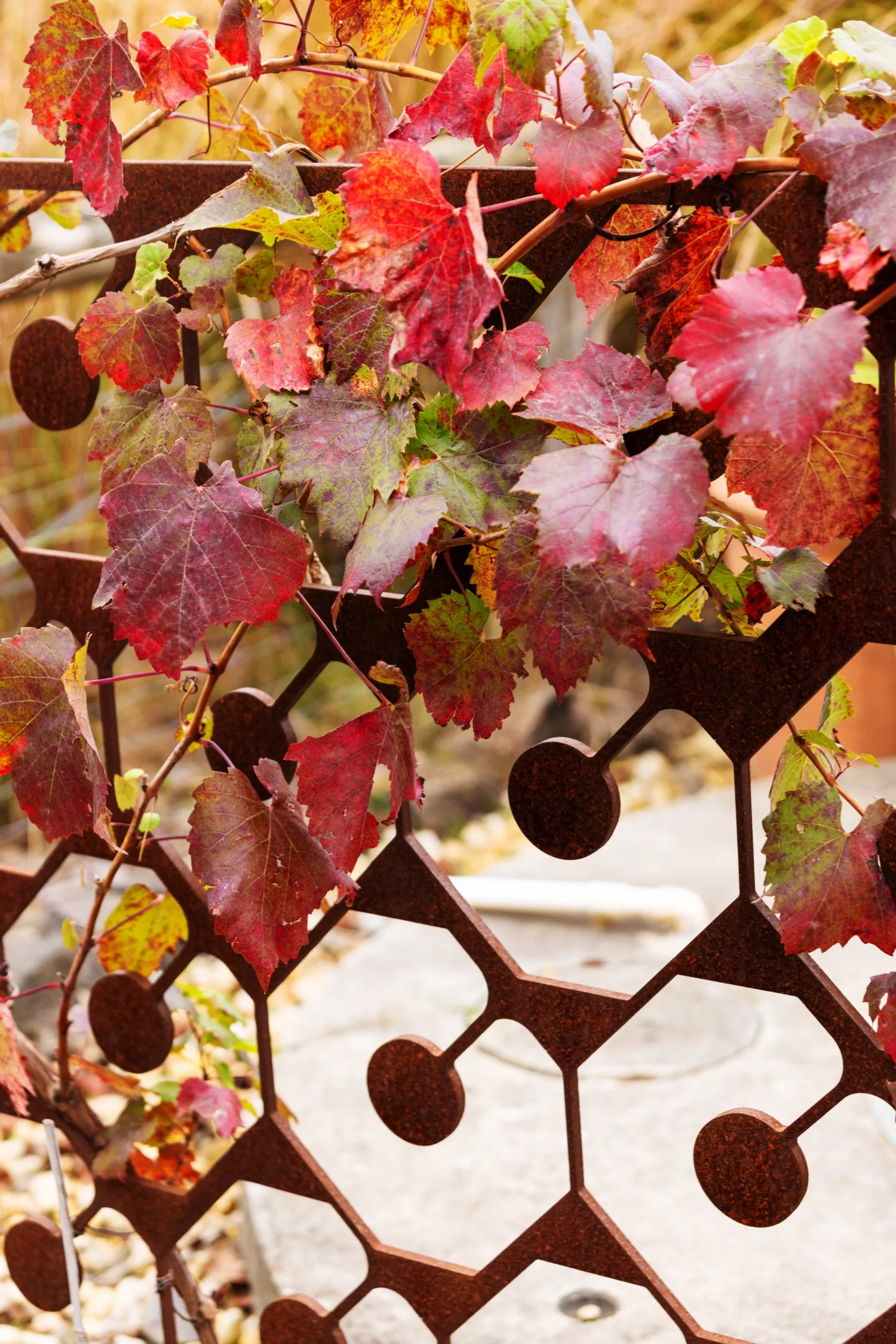 Tim Pilgrim garden in Victoria with naturalistic planting