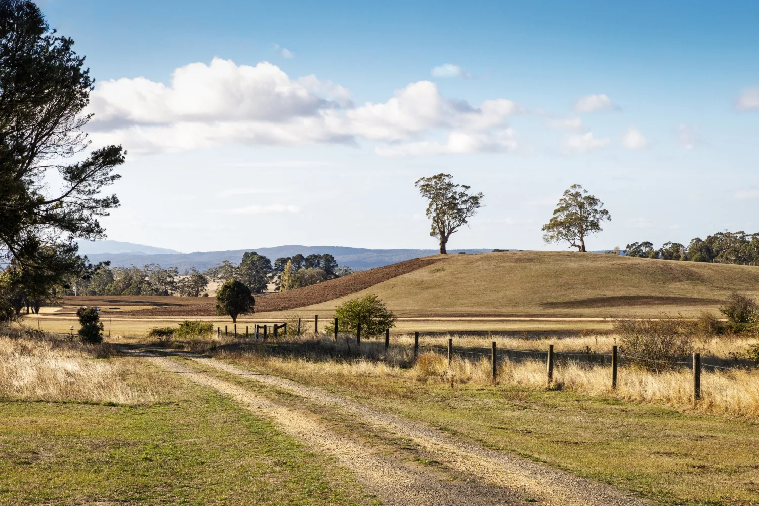 Tim Pilgrim garden in Victoria with naturalistic planting