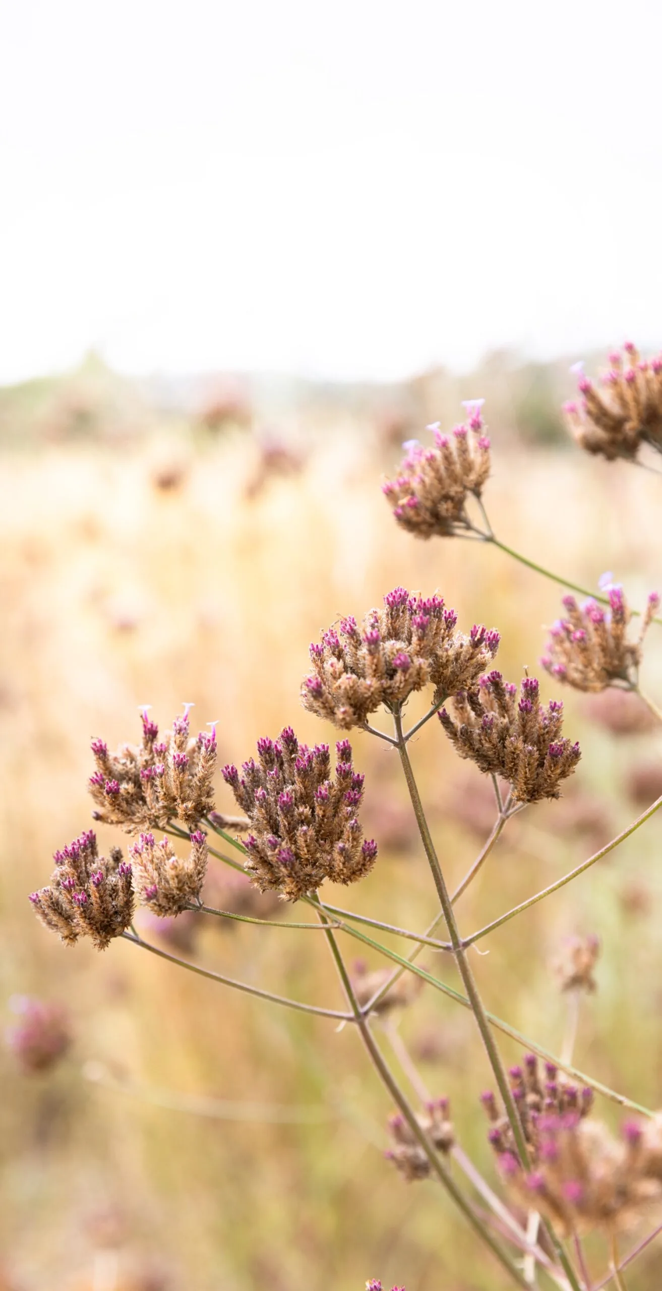 Tim Pilgrim garden in Victoria with naturalistic planting