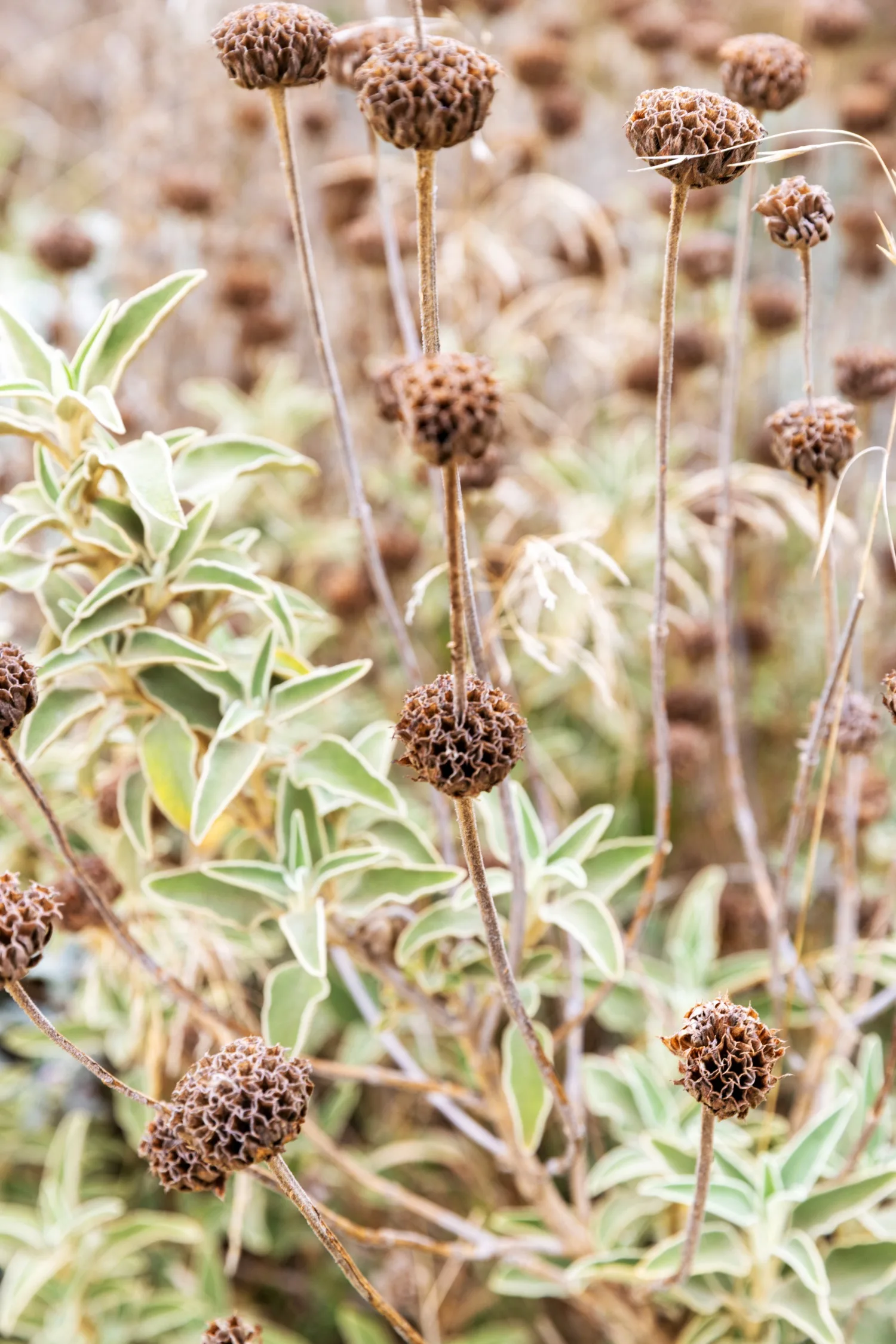 Tim Pilgrim garden in Victoria with naturalistic planting