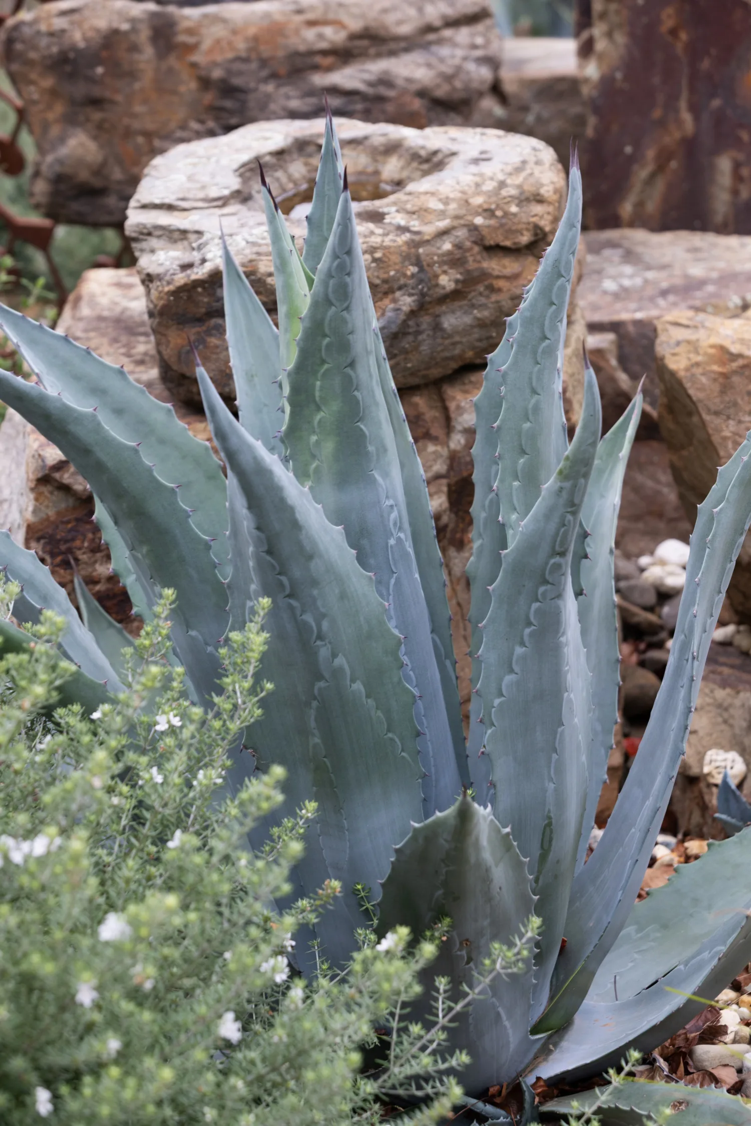Tim Pilgrim garden in Victoria with naturalistic planting