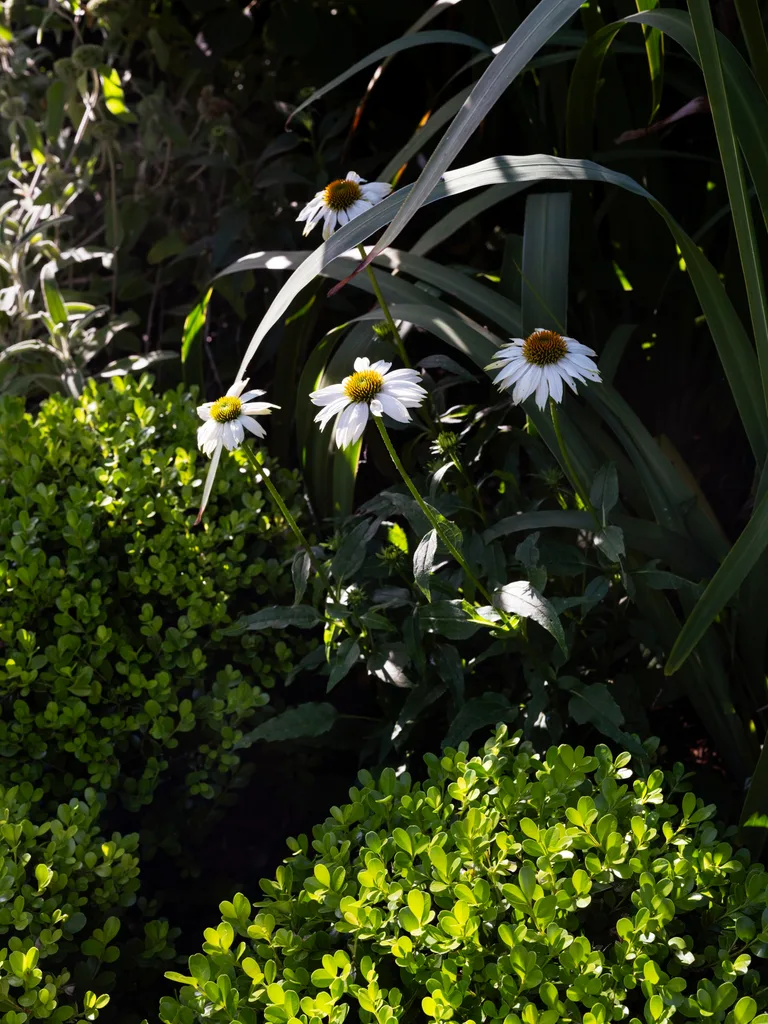 Echinacea purpurea ‘PowWow White’ flowers feature overlapping petals, skirting golden centres.