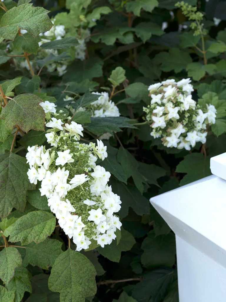 A close up of Cone-shaped Hydrangea quercifolia ‘Snowflake’