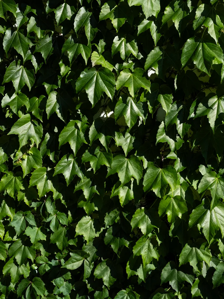 A close up photo of Boston ivy leaves