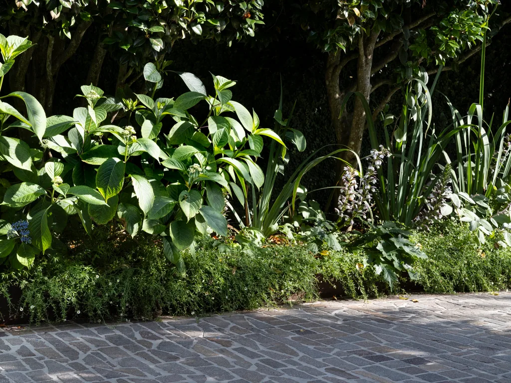 Next to the driveway, Evergreen hydrangeas anchor the garden, ensuring lush greenery even during the cooler seasons.