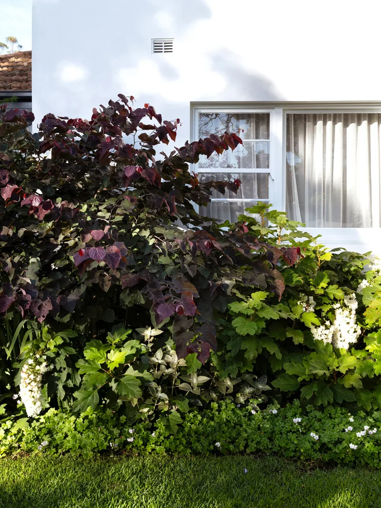 Deciduous forest pansy adds bold burgundy to the garden’s palette.