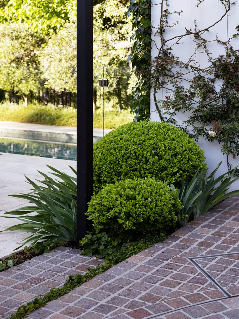 Topiaries of Buxus spheres soften the garage structure, alongside bearded iris and climbing crepuscule rose. Around the corner, leaves of ivy can be seen.