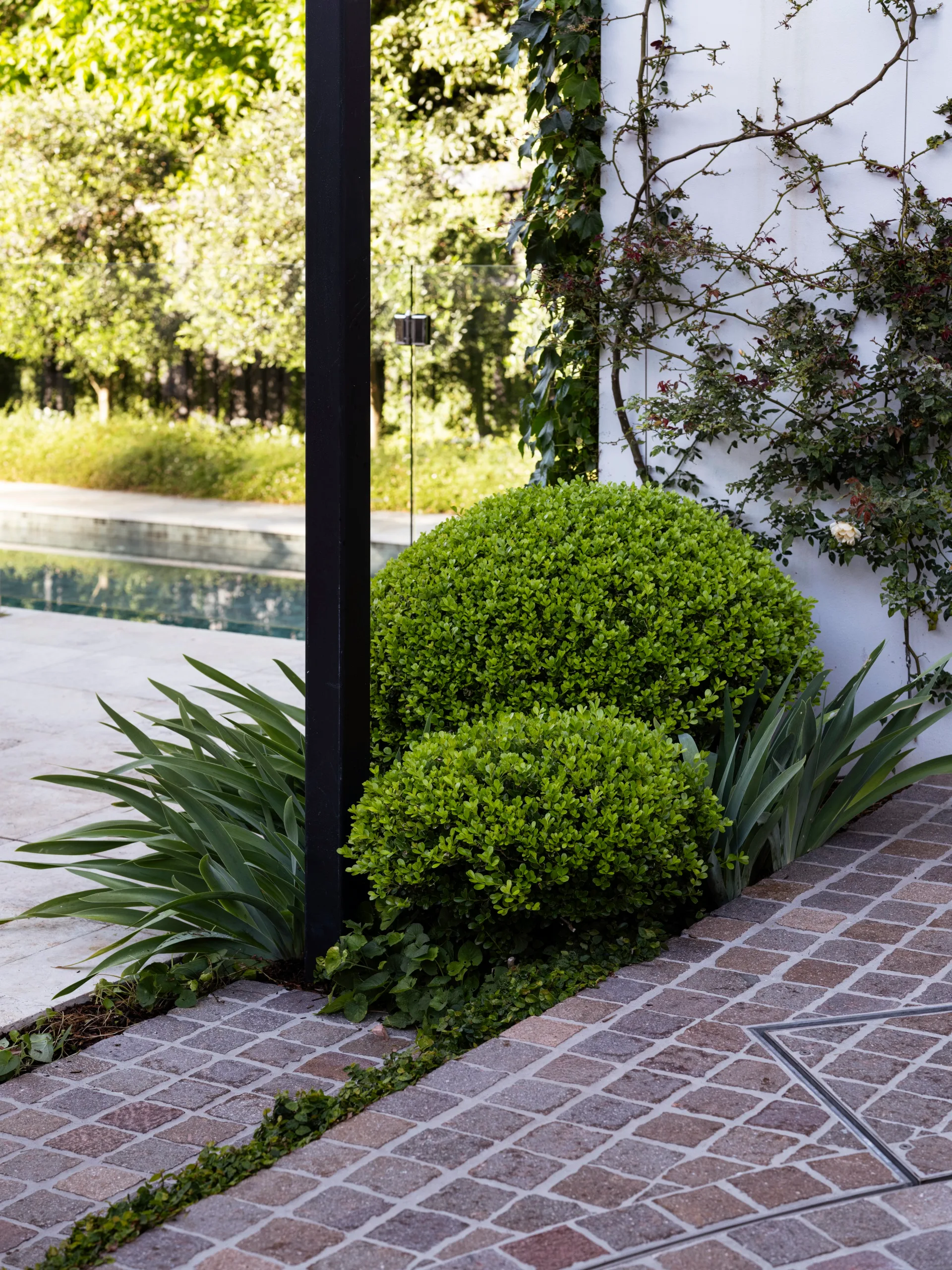 Topiaries of Buxus spheres soften the garage structure, alongside bearded iris and climbing crepuscule rose. Around the corner, leaves of ivy can be seen.