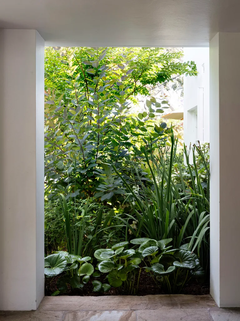 The framed view from the entry portico features tractor seat plants and walking iris, which provide a green screen enhanced by oakleaf hydrangea and smoke bush.