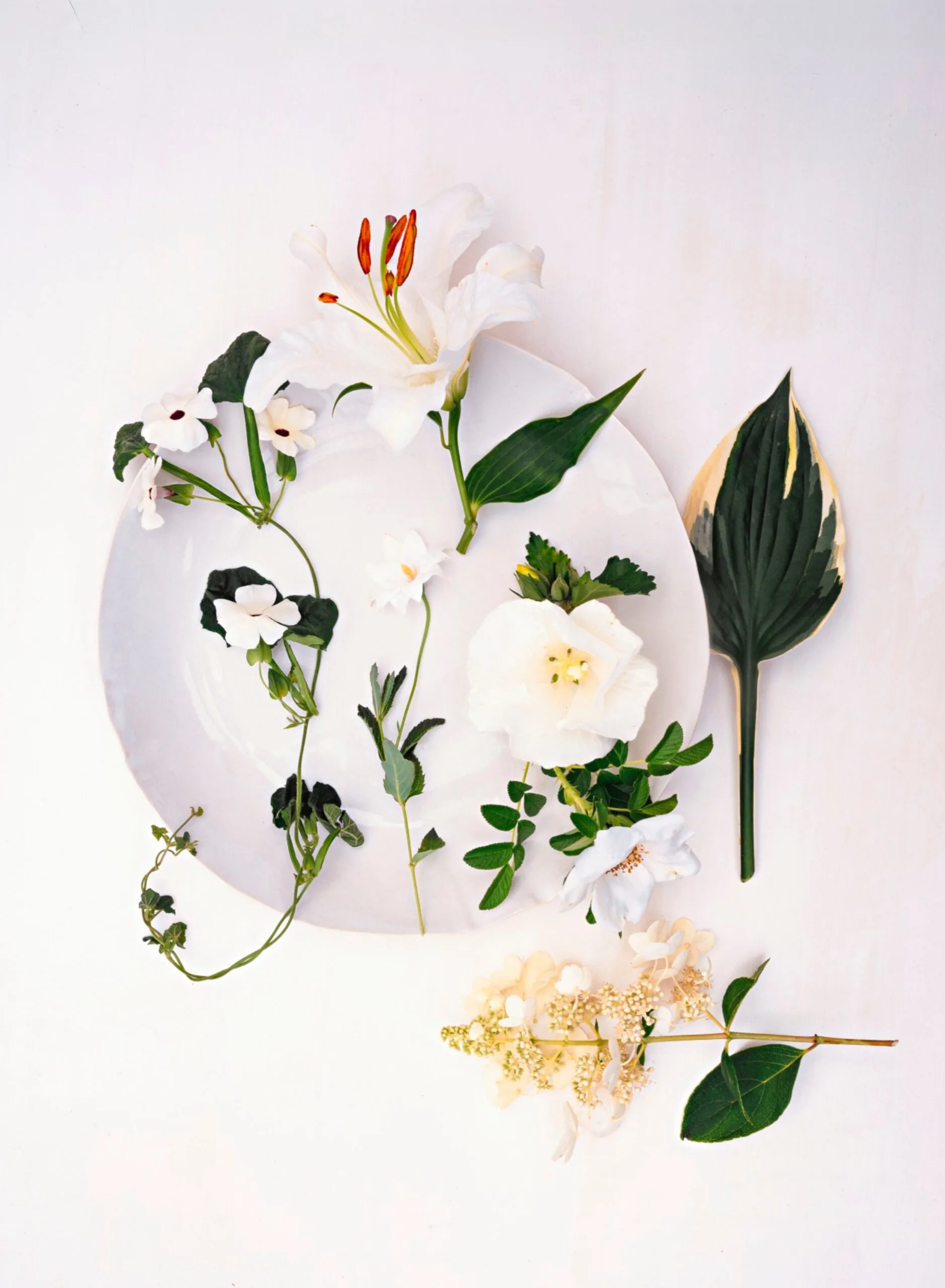 Late summer blooming flowers from Martha Stewarts Gardening Handbook