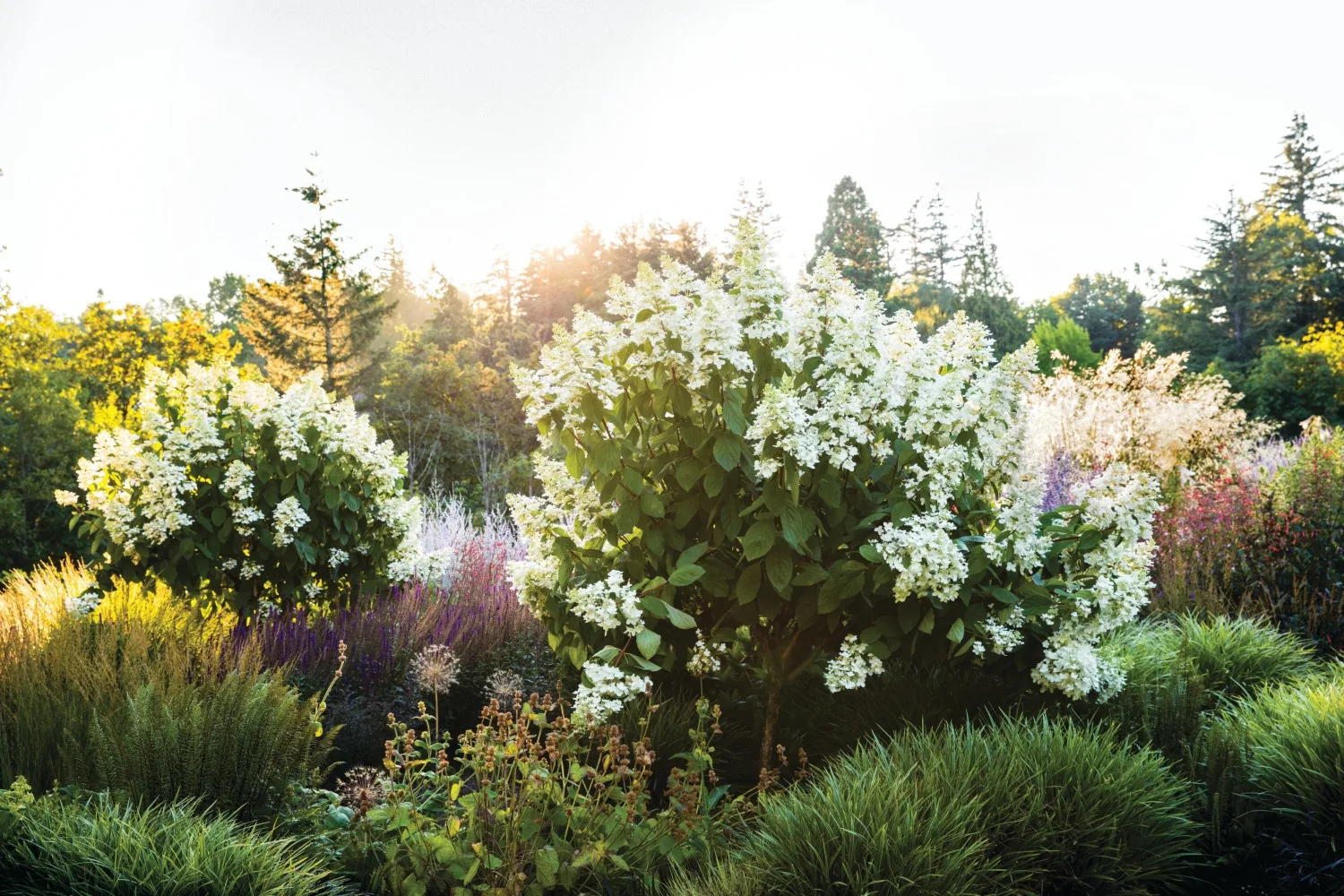 A garden with white blooms and sections of purple flowers from Martha Stewart's Gardening Handbook