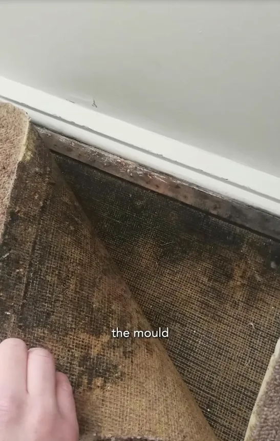 Mould under carpet shown in Georgina WIlson architect TikTok