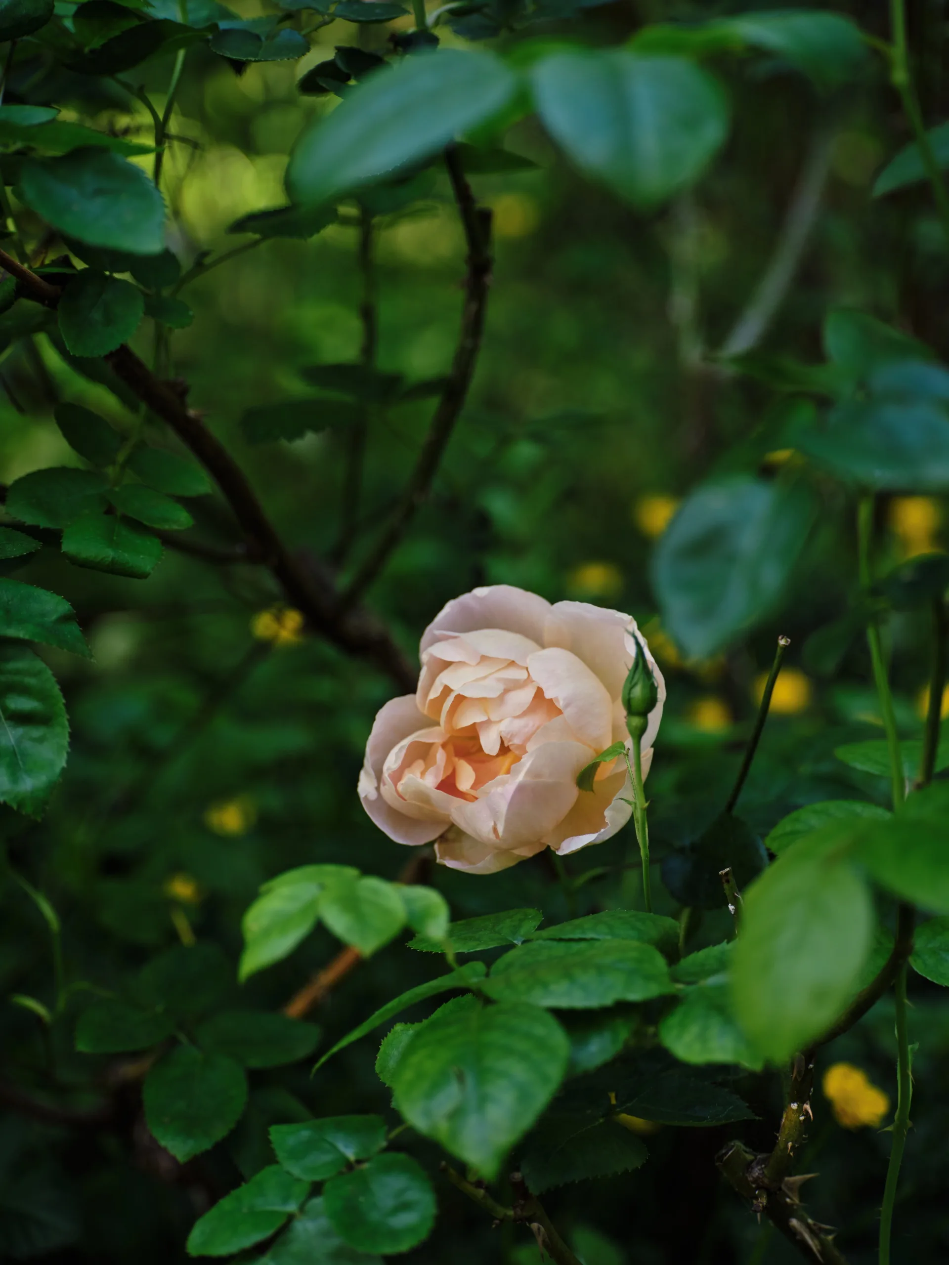 A close up of a pink rose.