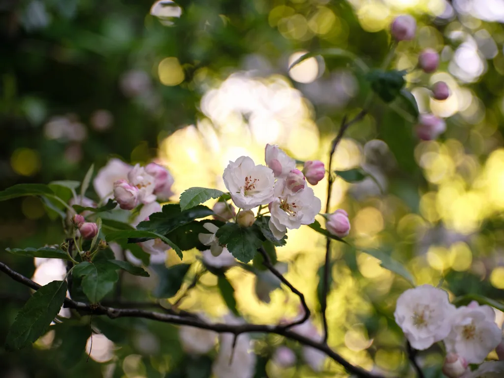 A close up of flowering crab apple blossoms. This is part of Bickleigh Village, created by Edna Walling.