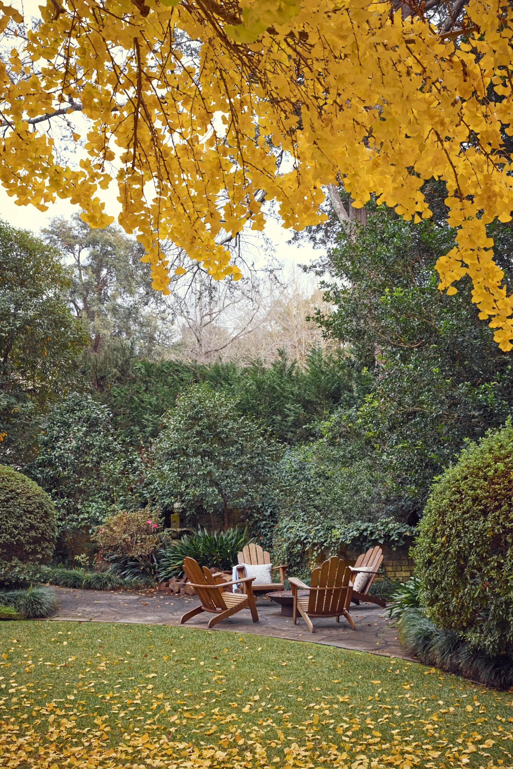 Garden scene with yellow leaves on a deciduous tree overhead, green shrubs, and four wooden chairs on a patio.