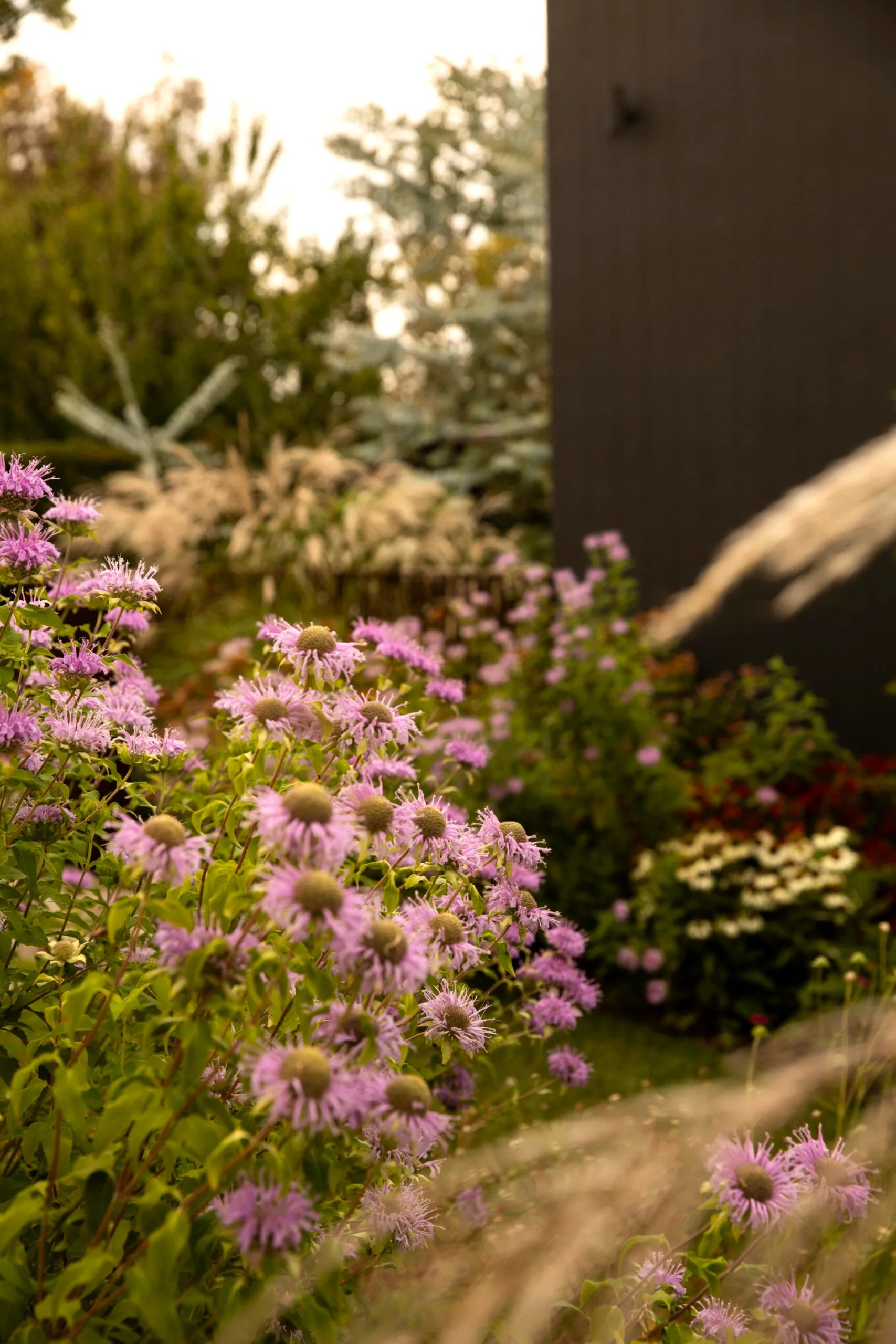 Purple wildflowers (wild bergamot) in a garden with lush greenery and soft focus background.