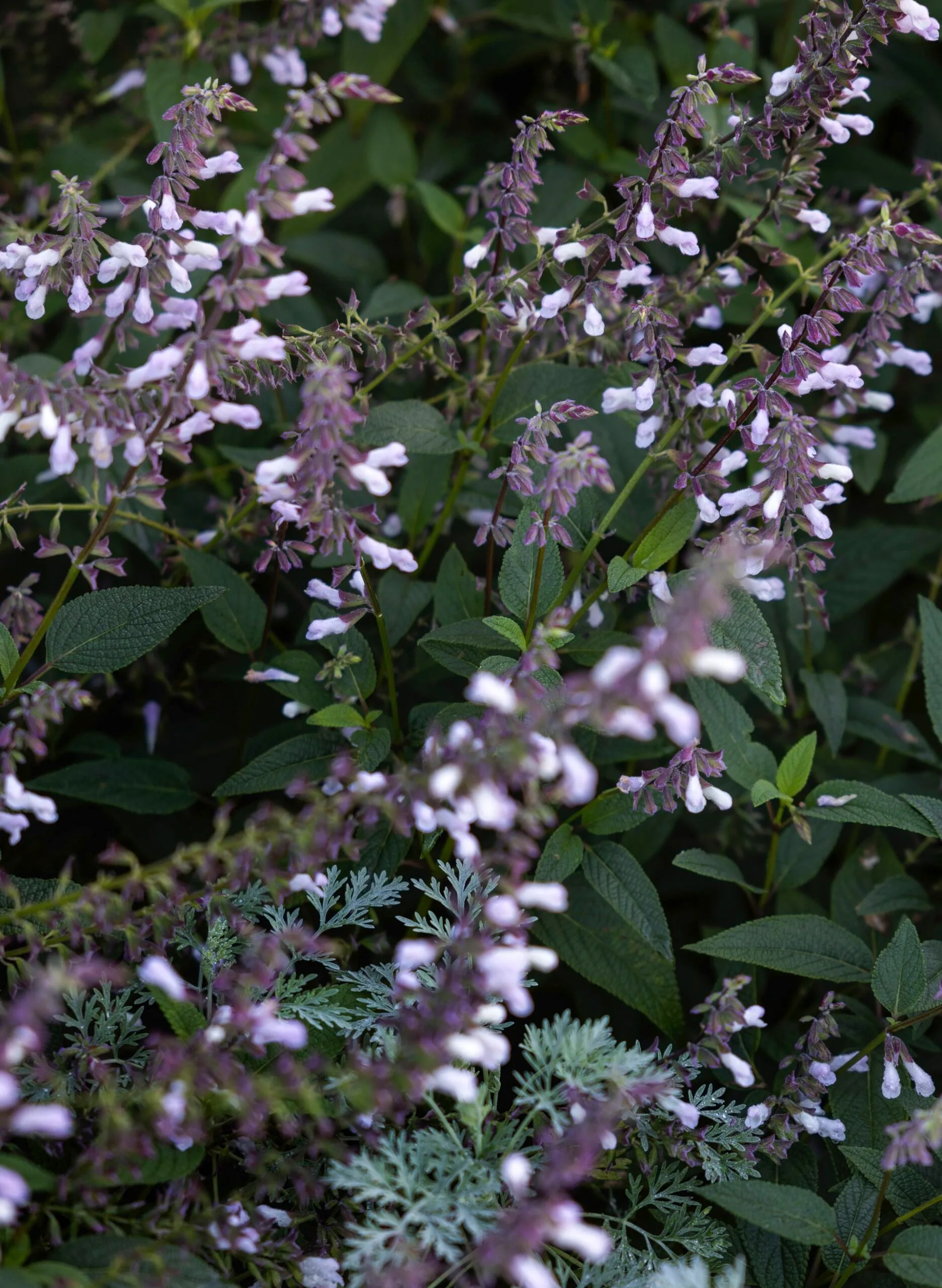 A close-up of salvia waverly in bloom, a plant with delicate lilac coloured flowers.
