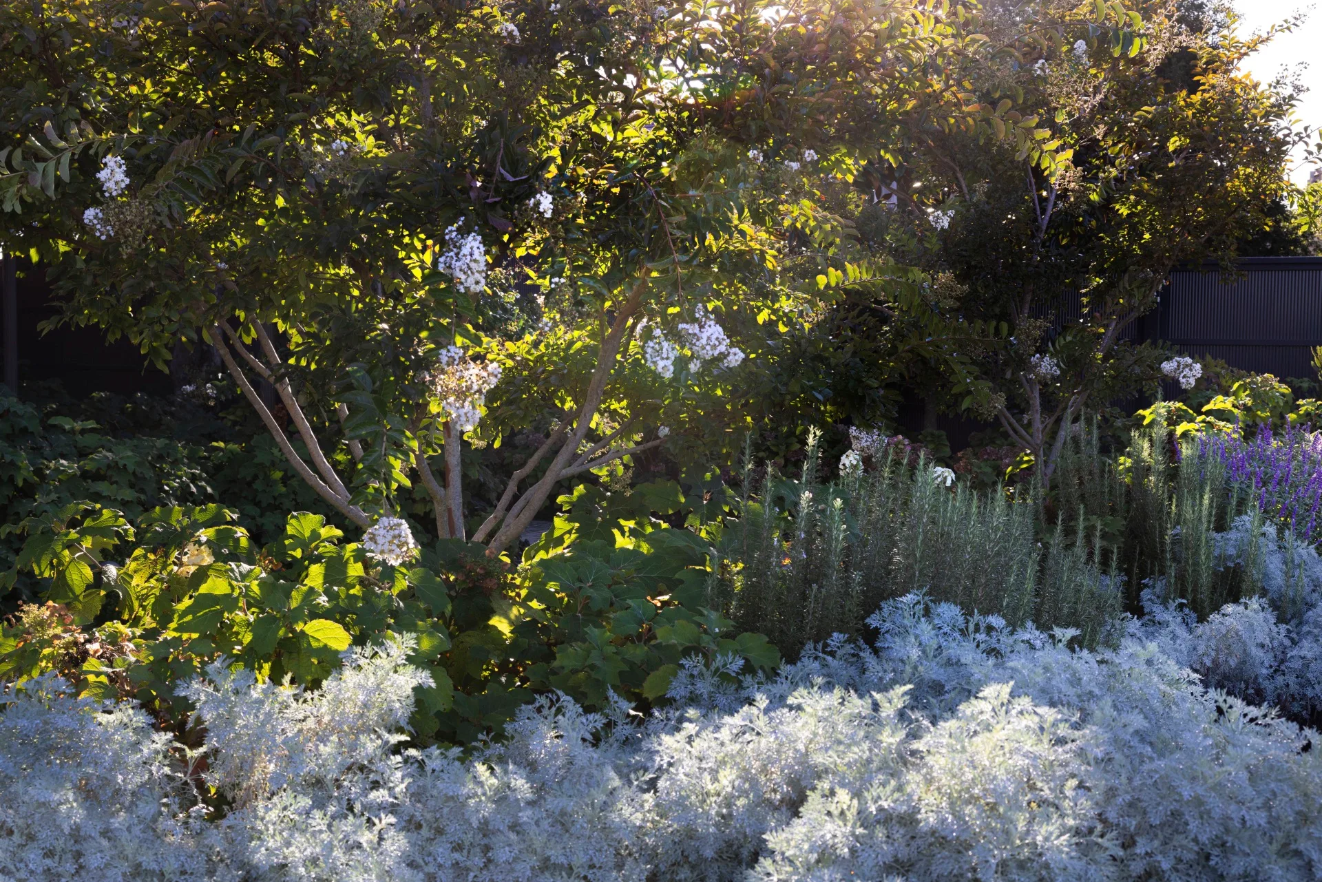 Lush garden with various green plants and white flowering trees, bathed in sunlight. This garden was designed by iconic Australian garden designer Paul Bangay.