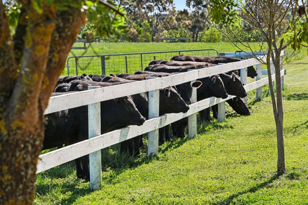 Angus cattle on Tom and Emma Hawkins' Barrabool farm.