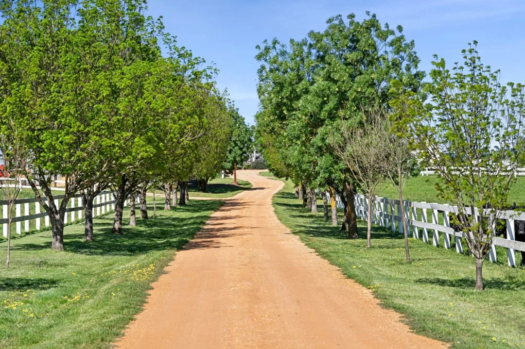 Driveway, trees and landscaping on Tom and Emma Hawkins' Barrabool farm.