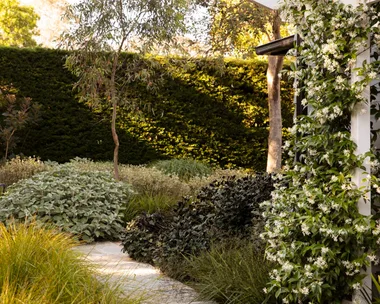 Garden path lined with lush green plants and a white flowering vine on a pergola, adjacent to a house.