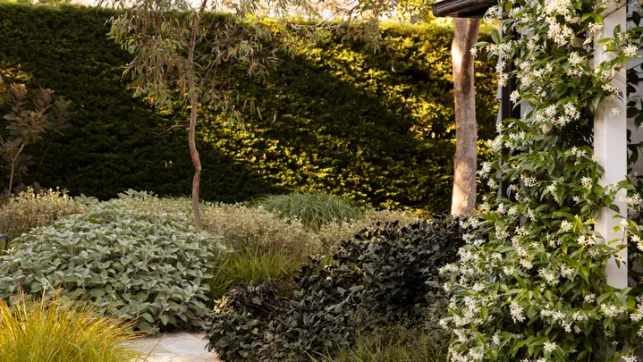 How to look after your backyard this summer