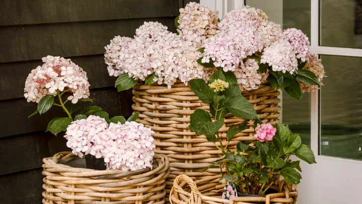 A gardener’s guide to growing hydrangeas in Australia