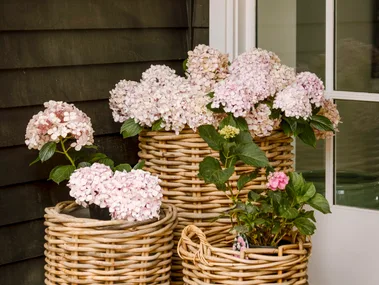 Pink hydrangeas in woven baskets.