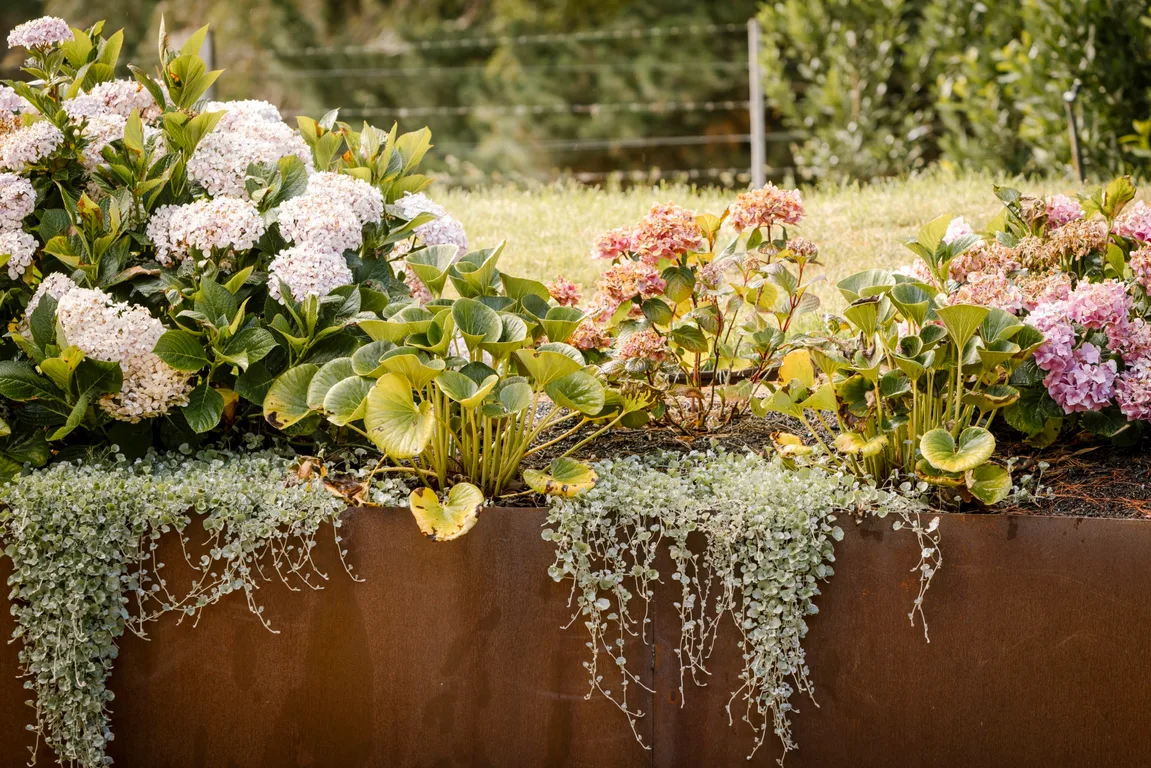 Easy guide to growing stunning hydrangeas Australia| Home Beautiful