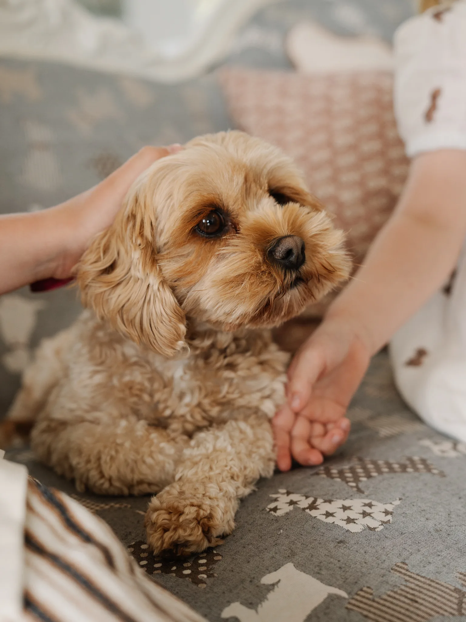 Fledge and Thread Keren Fraser cavoodle