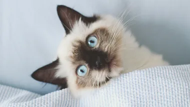 Enjoy savings on pet needs with a Petbarn coupon code.