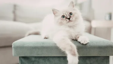 A Petstock coupon or deal could help you save on beds, food, toys and more for your pets.