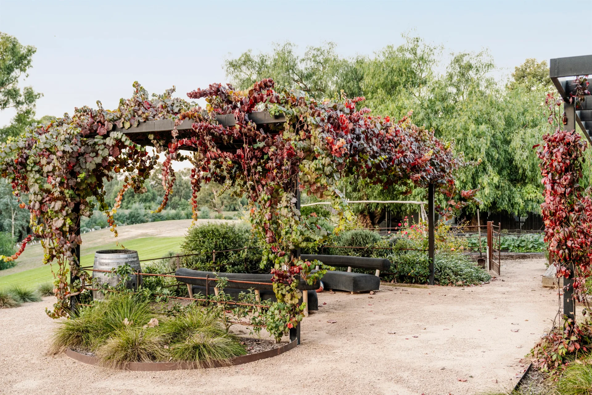 Pergola covered with red and green grapevines in a lush vegetable garden setting with benches and a barrel nearby.