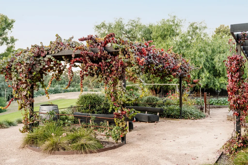 Pergola covered with red and green grapevines in a lush vegetable garden setting with benches and a barrel nearby.