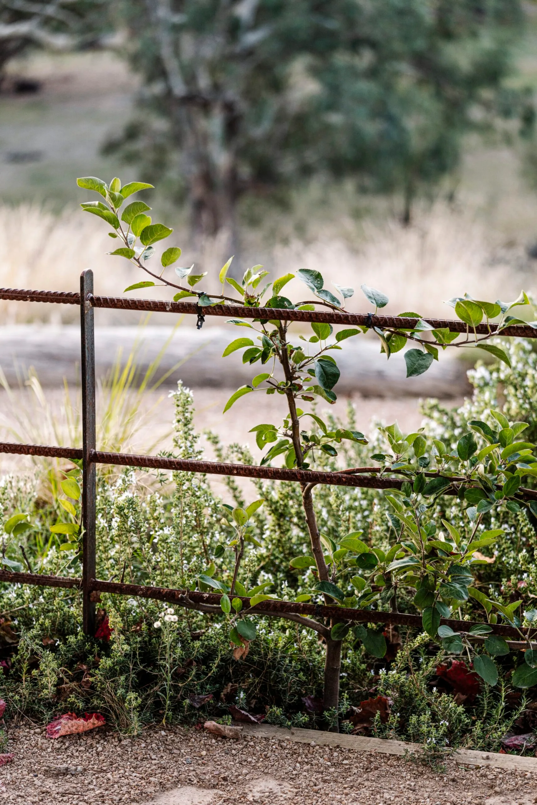 A metal fence with green leaves growing through it, set against a blurred natural background.