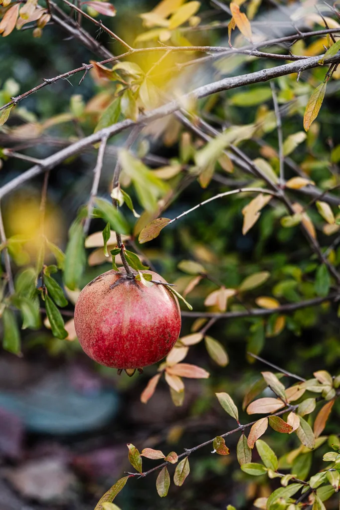Pomegranate hanging from branch with green and yellowing leaves.