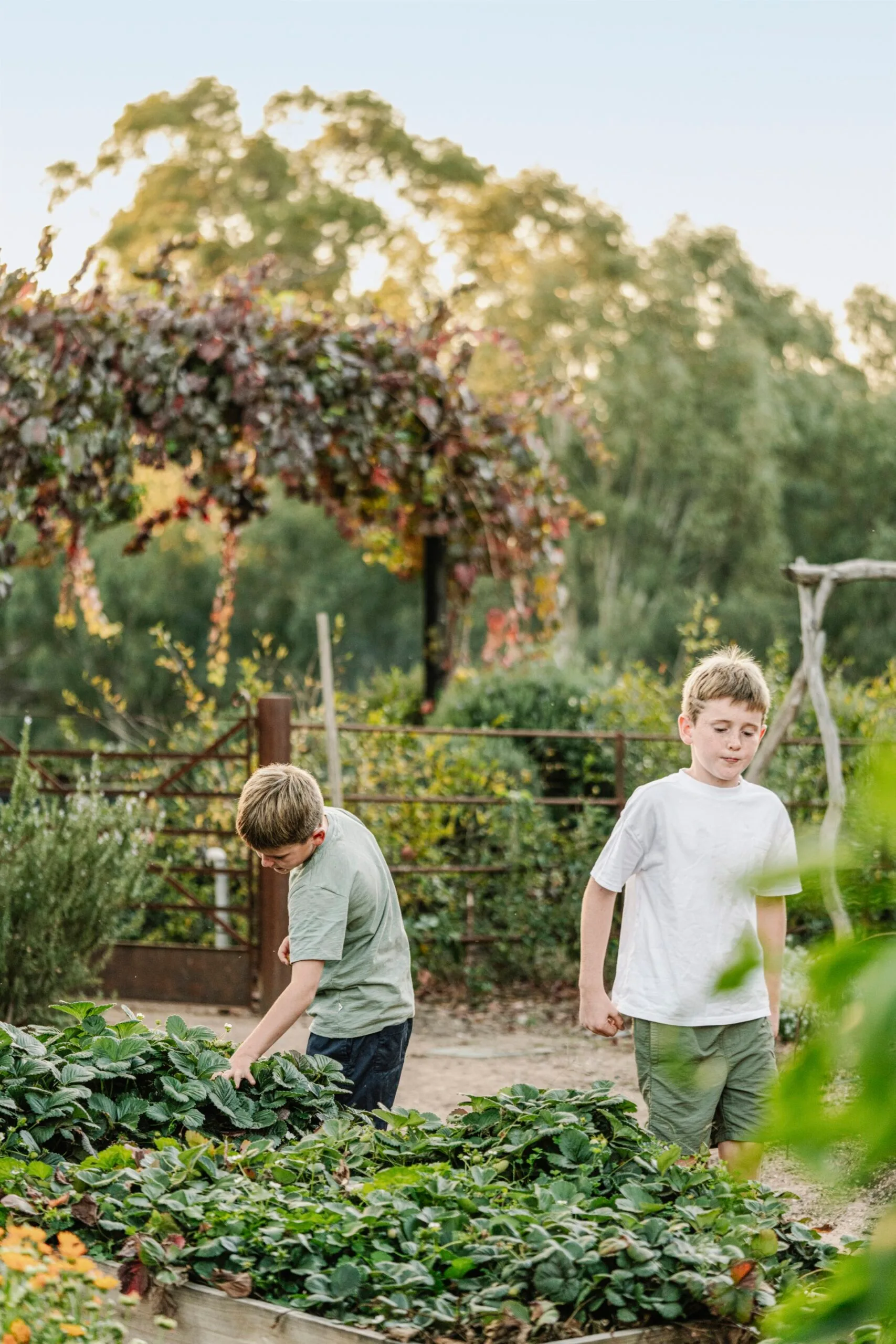 Two boys in a vegetable garden, one examining plants in raised beds under an archway of leaves.