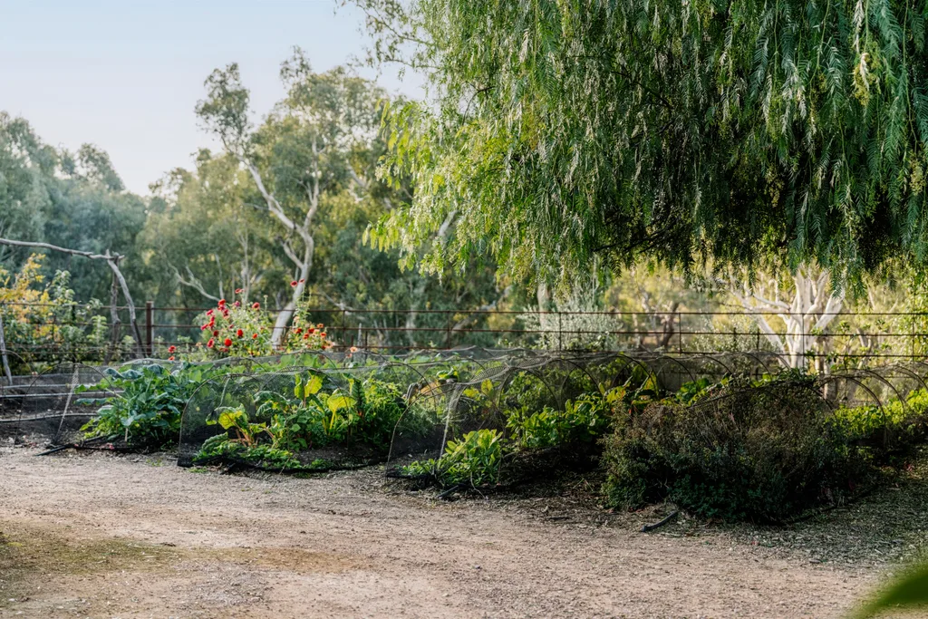 A lush vegetable garden with leafy plants, soil pathways, and a backdrop of trees in a natural setting.