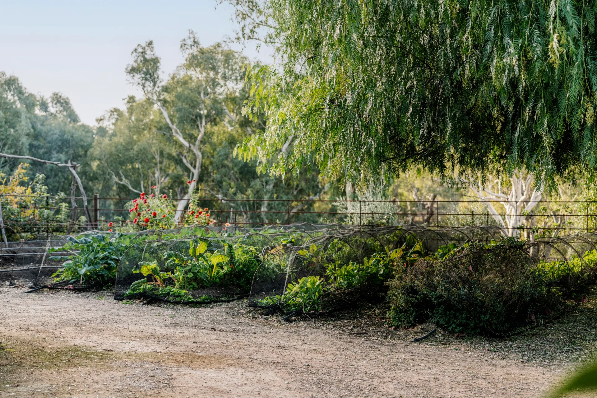 A lush vegetable garden with leafy plants, soil pathways, and a backdrop of trees in a natural setting.