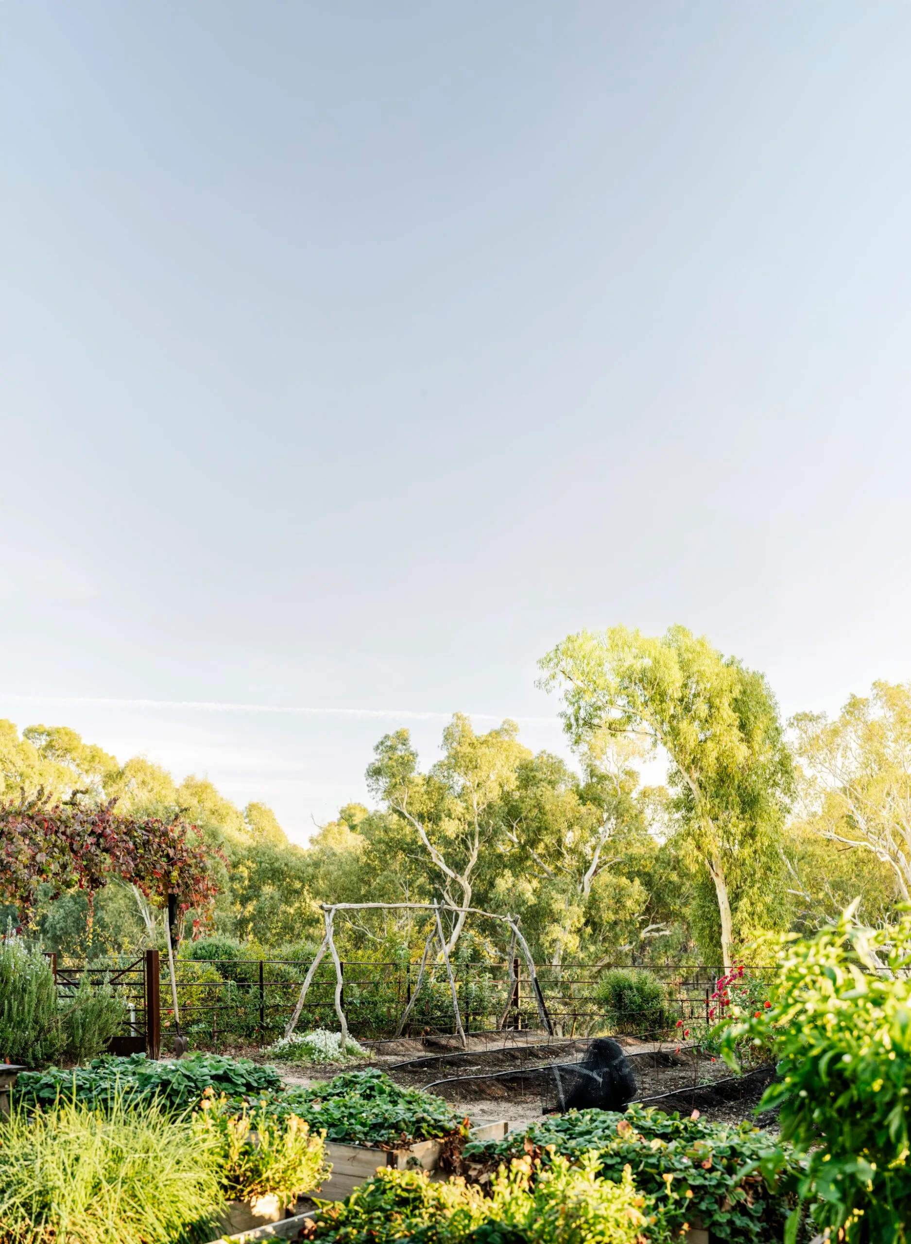 Lush vegetable garden with greenery, trees, and a wooden trellis under a clear blue sky.