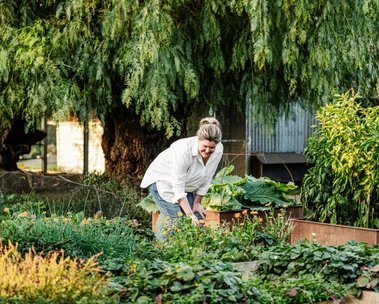 A woman gardening in a lush vegetable garden with raised wooden beds and green trees in the background.