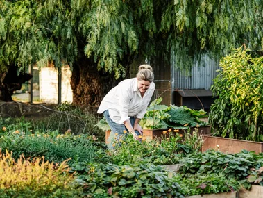 A woman gardening in a lush vegetable garden with raised wooden beds and green trees in the background.