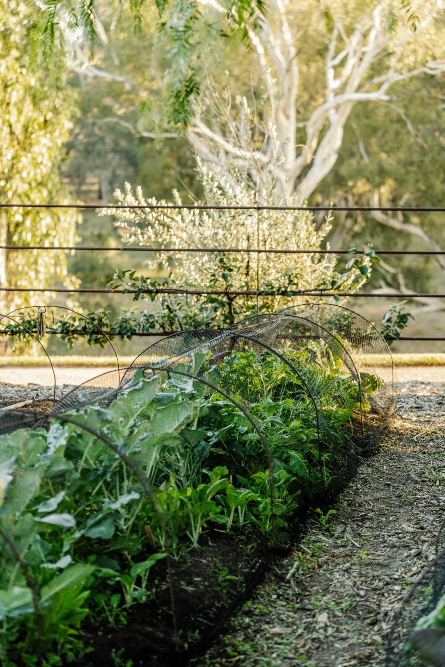 Vegetable garden with green plants covered by mesh frames, set against a background of trees and sunlight.