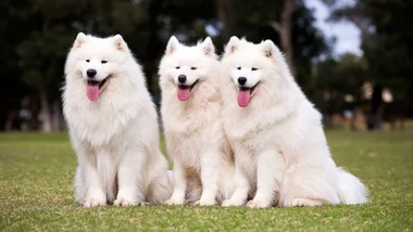 Save on pet essentials with a Jumbo Pets discount code.