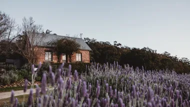 The Studio on Pokolbin Mountain; a charming brick Airbnb in NSW Hunter Valley Region surrounded by lavendar bushes and mountain terrain