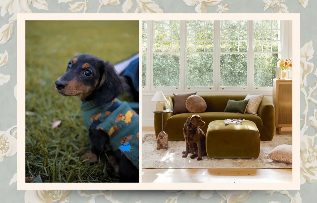 Lola, in her favourite Petbarn sweater