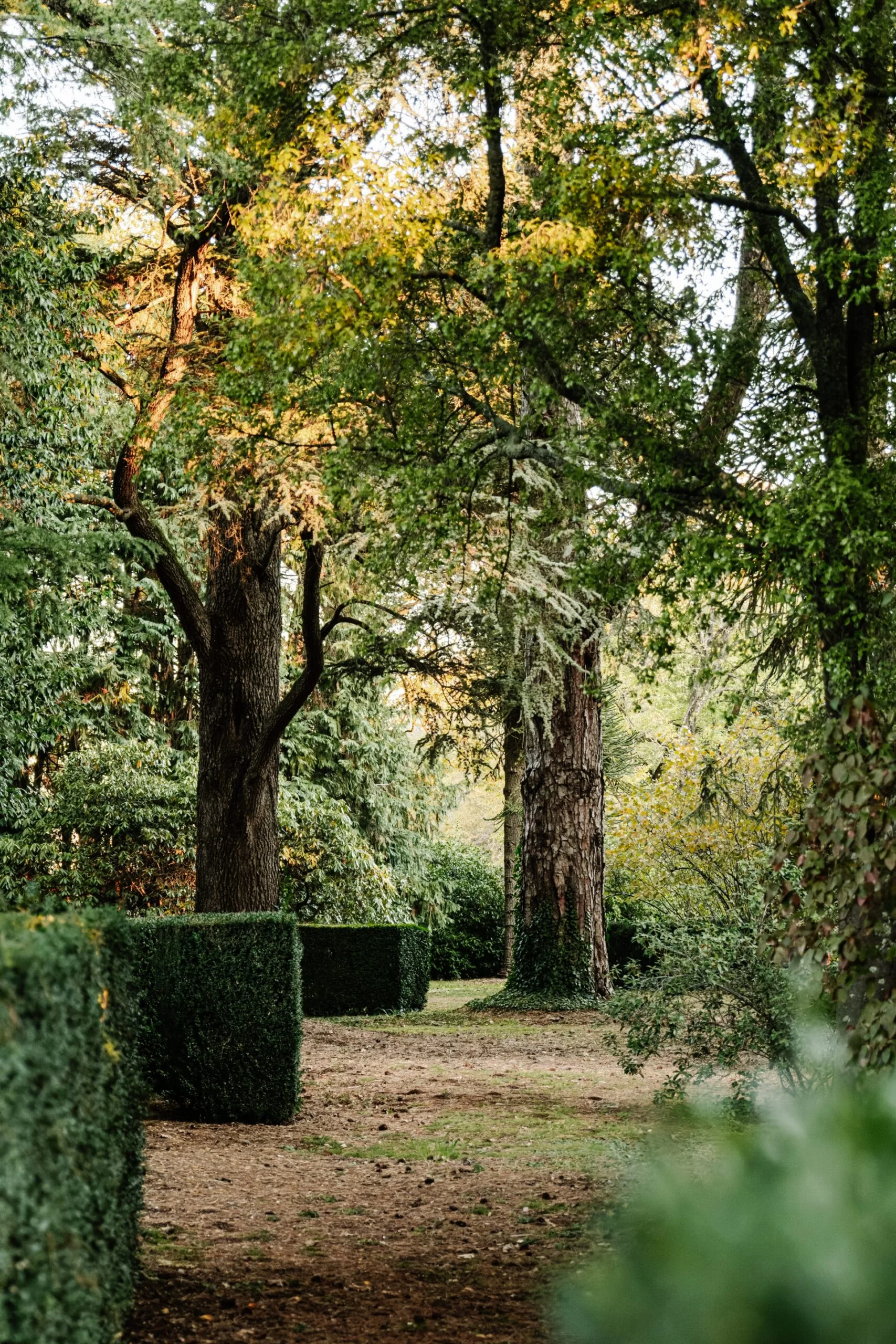 Tall, old trees beside green hedges in a woodland setting.
