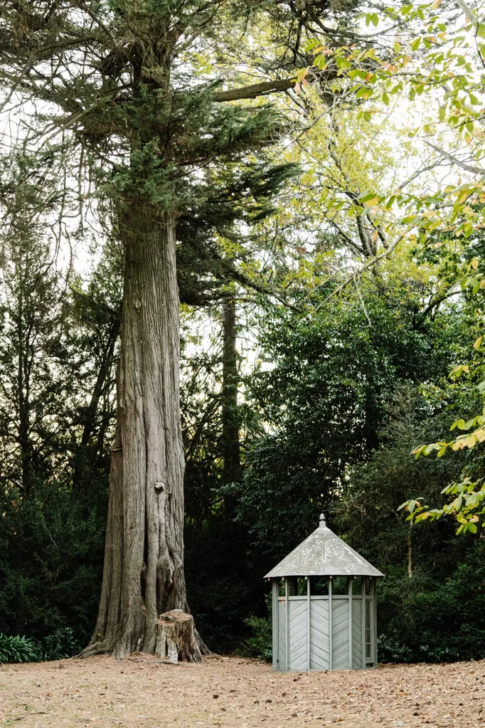 Tall tree beside a small wooden gazebo in a forest clearing.